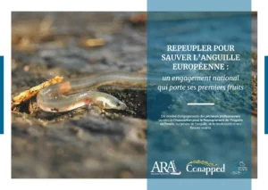 Page de couverture de la brochure sur le repeuplement de l'anguille